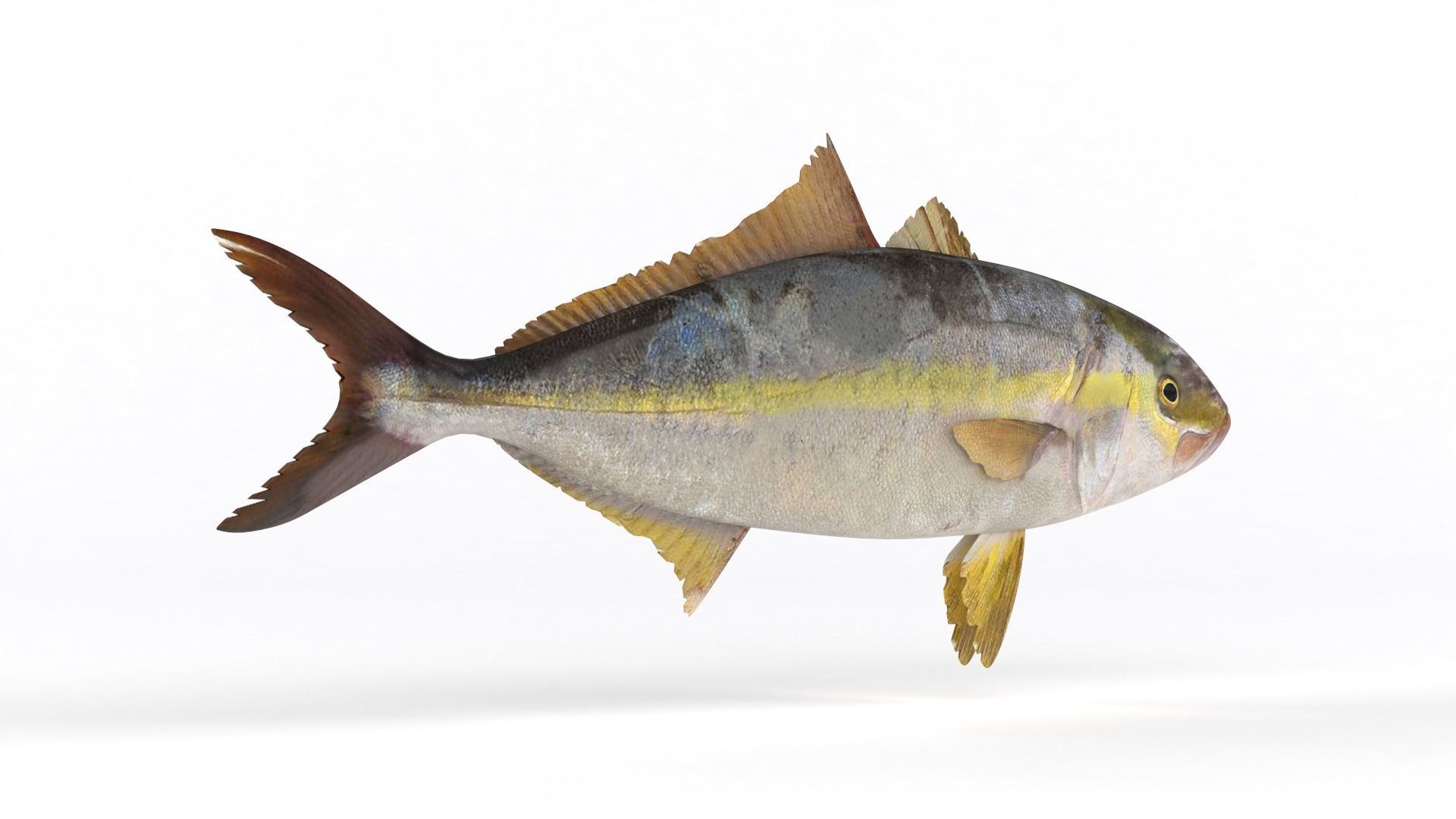 Trevally Fish 3D model_3