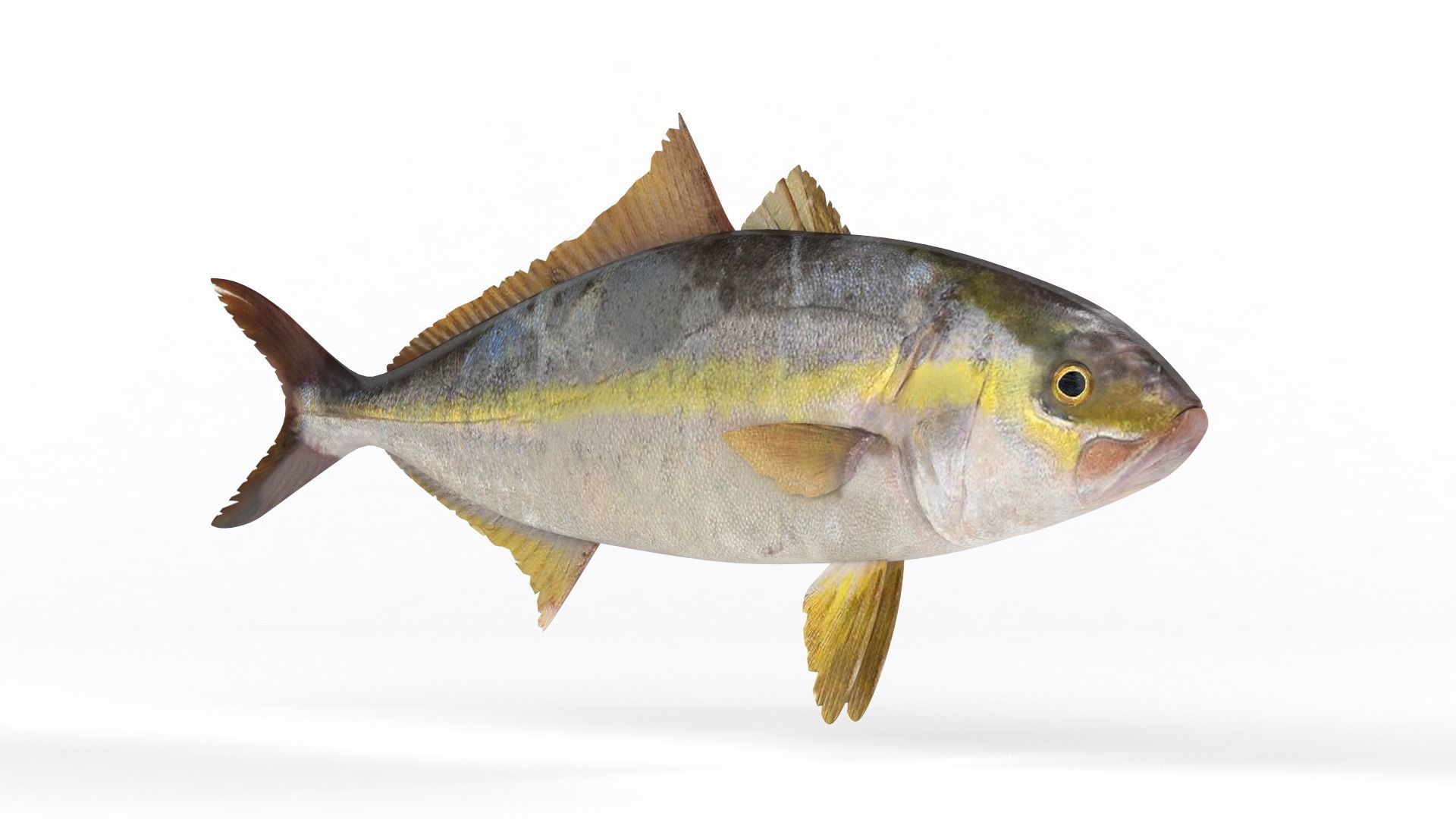 Trevally Fish 3D model_1