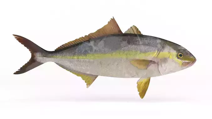 Trevally Fish