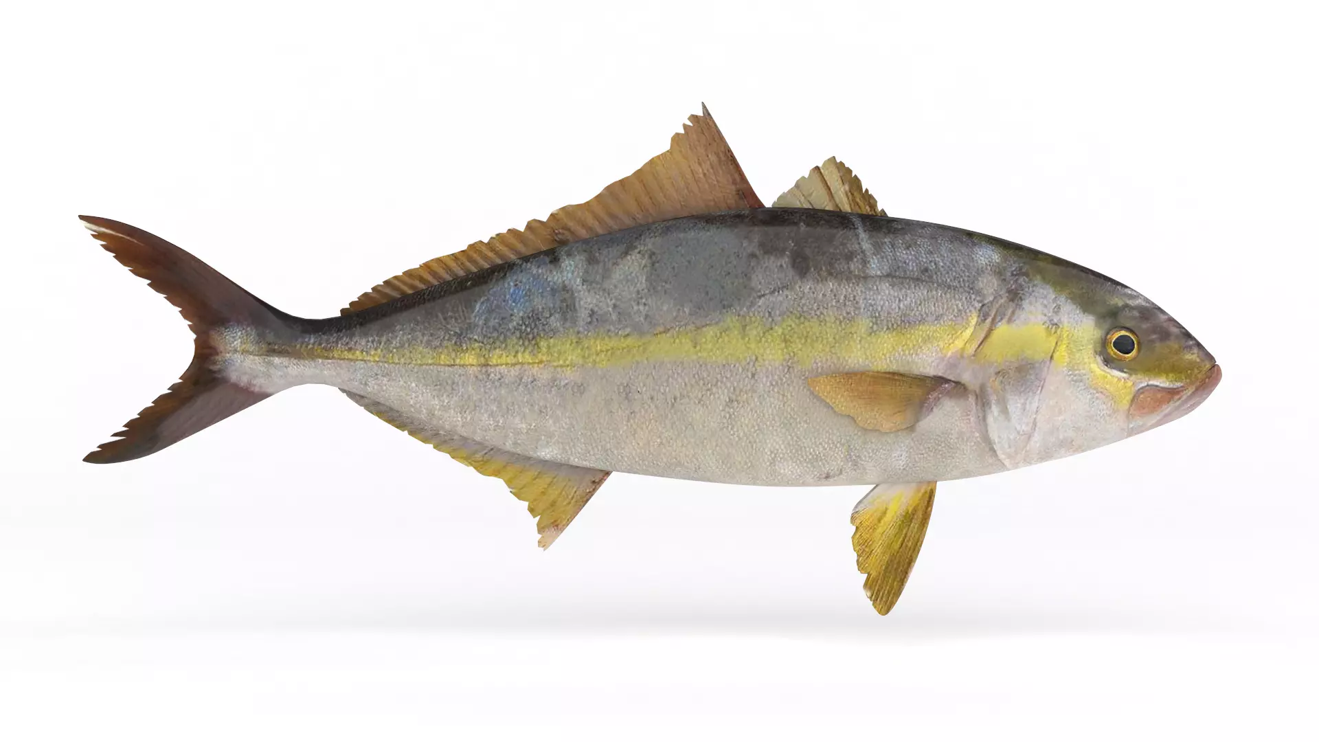 Trevally Fish 3D model_0