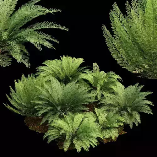 Mother spleenwort Fern Asplenium bulbiferum 3D model