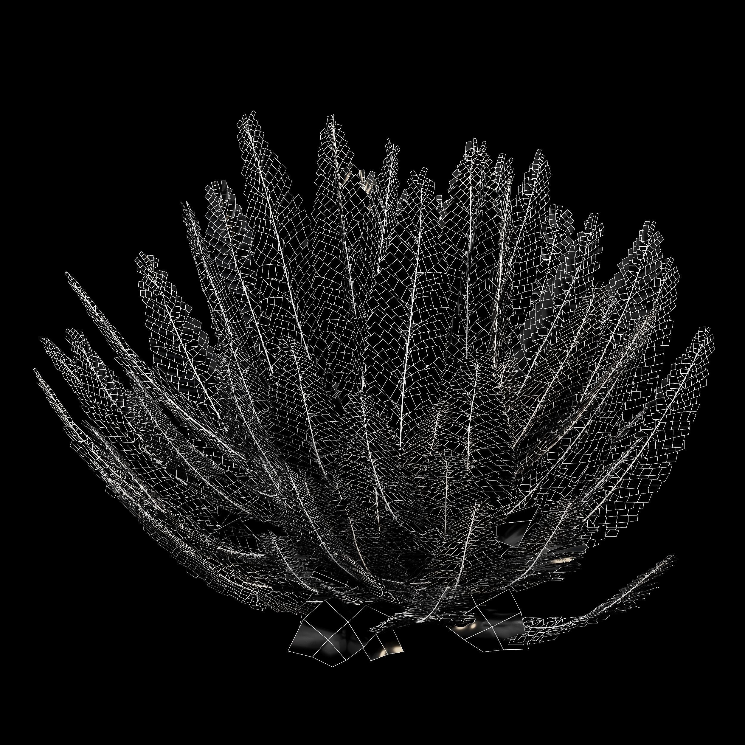 Mother spleenwort Fern Asplenium bulbiferum 3D model_4