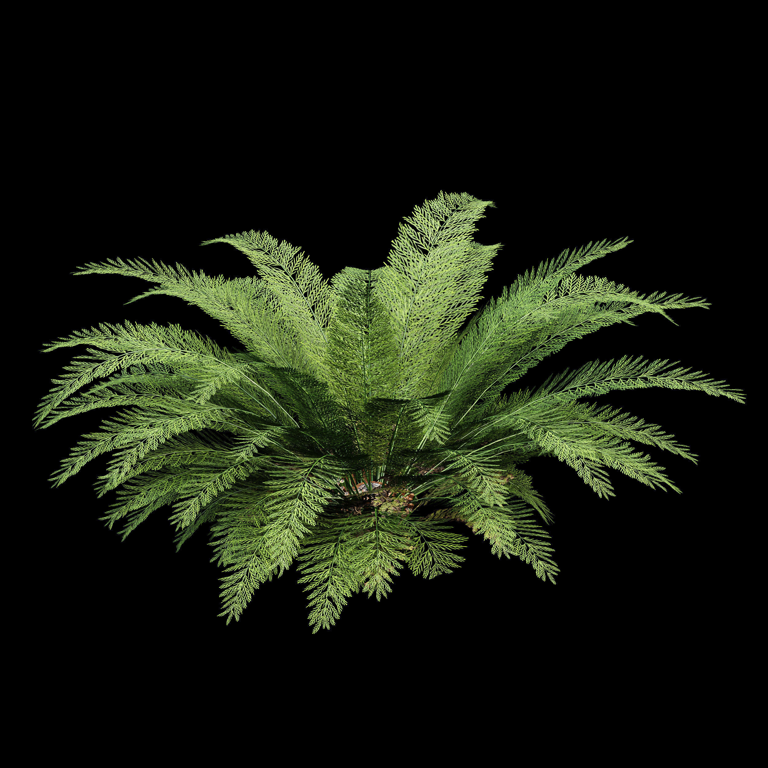 Mother spleenwort Fern Asplenium bulbiferum 3D model_2