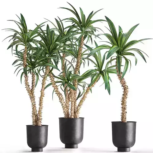 Dracaena in a flowerpot for the interior 1007