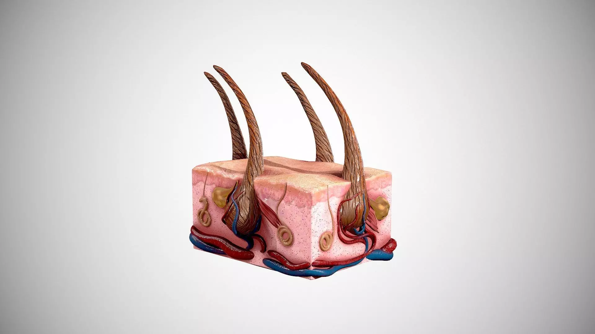 skin and hair Low-poly 3D model