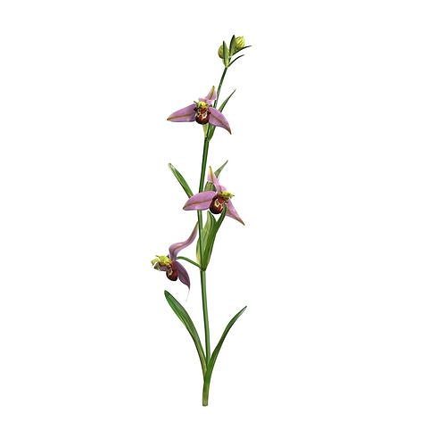 Bee orchid 3D model
