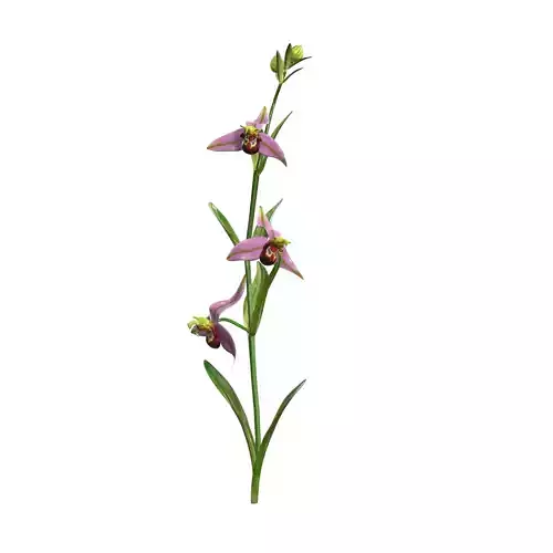 Bee orchid