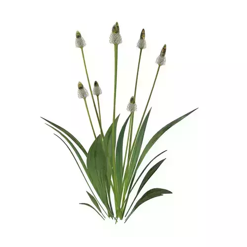 Ribwort plantain flower