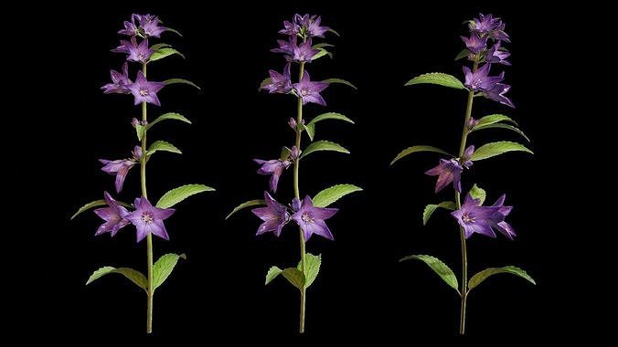 Campanula Perennial bell flower 3D model