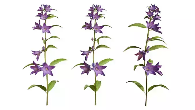 Campanula Perennial bell flower 3D model