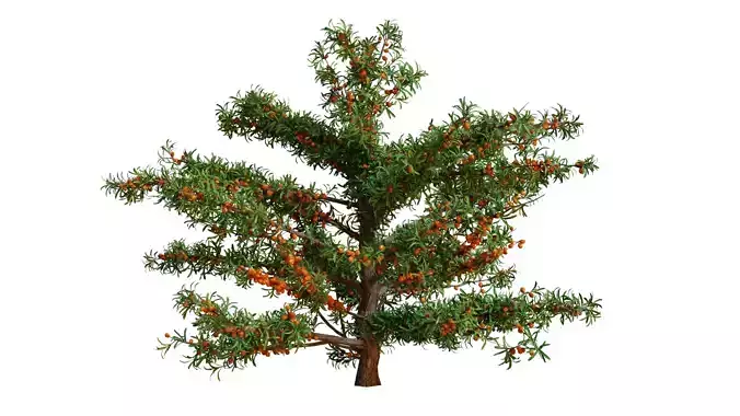 Hippophae sea buckthorns tree
