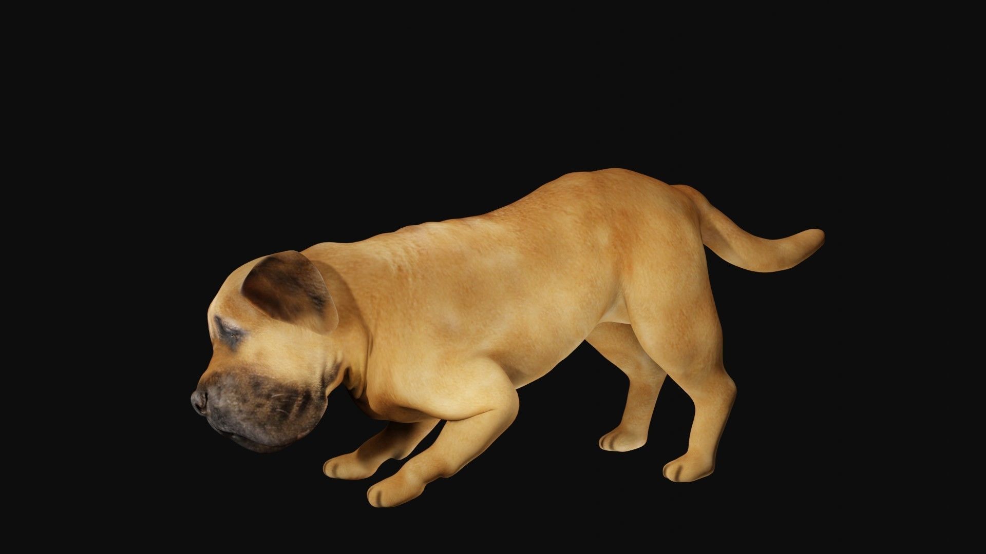 Mastiff dog Low-poly 3D model_3