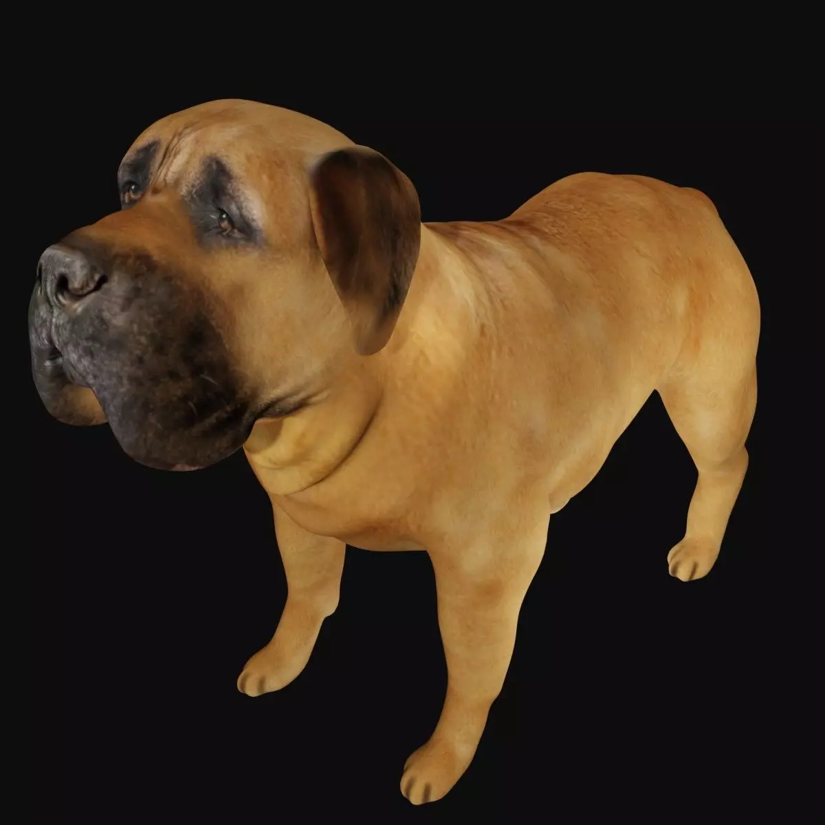 Mastiff dog Low-poly 3D model_0