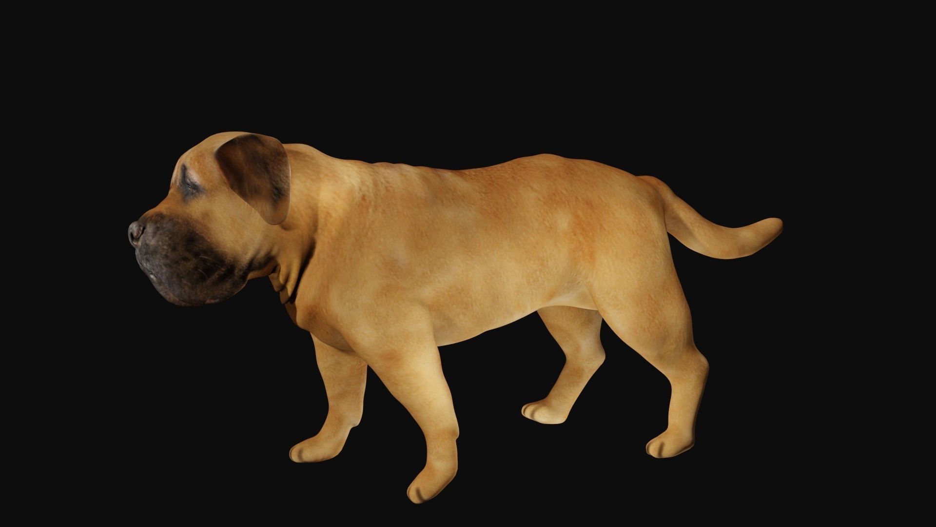 Mastiff dog Low-poly 3D model_4