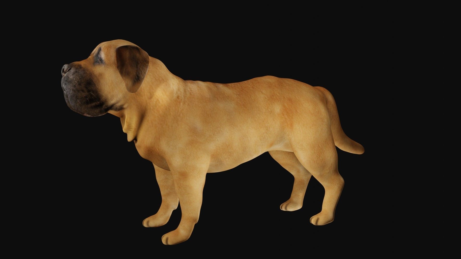 Mastiff dog Low-poly 3D model_1