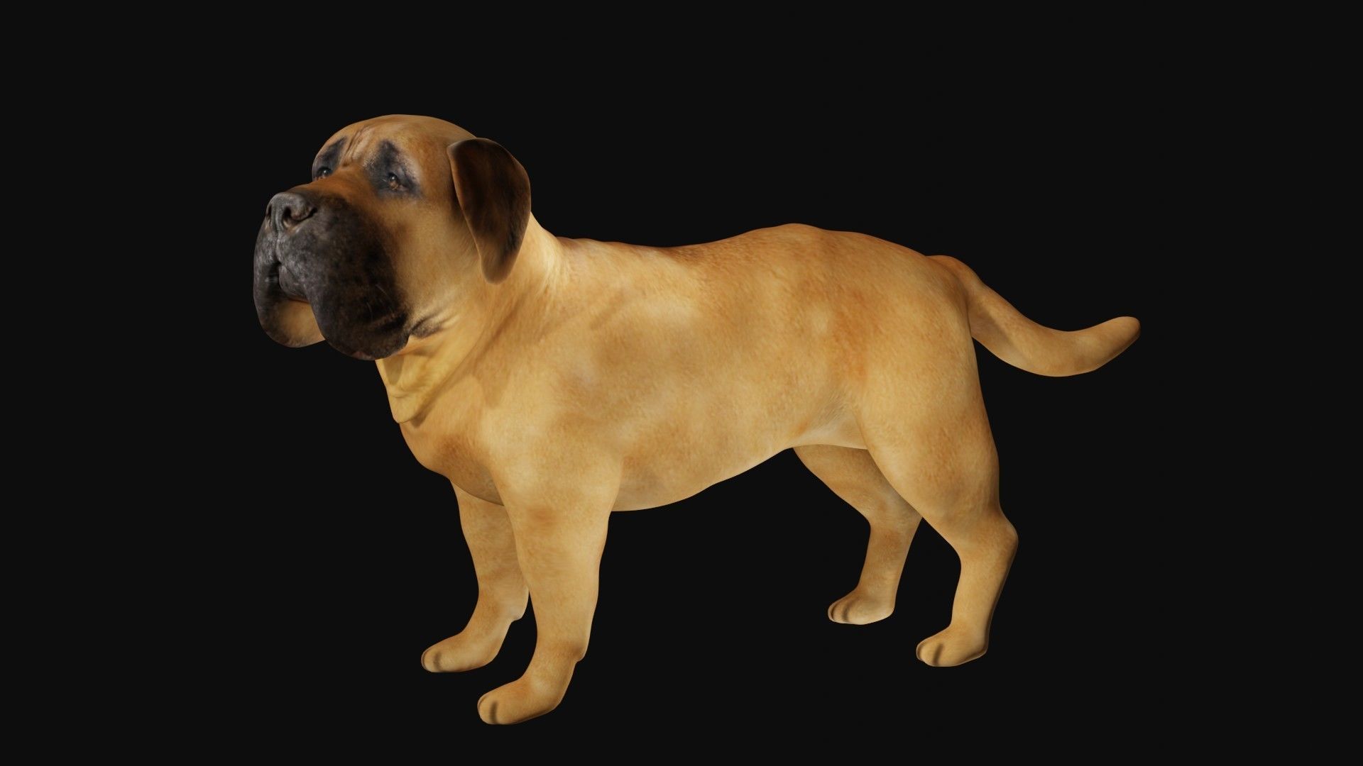 Mastiff dog Low-poly 3D model_5