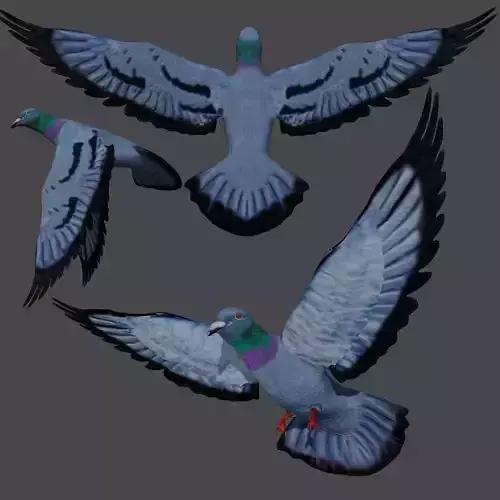Pigeon in flight Low-poly 3D model