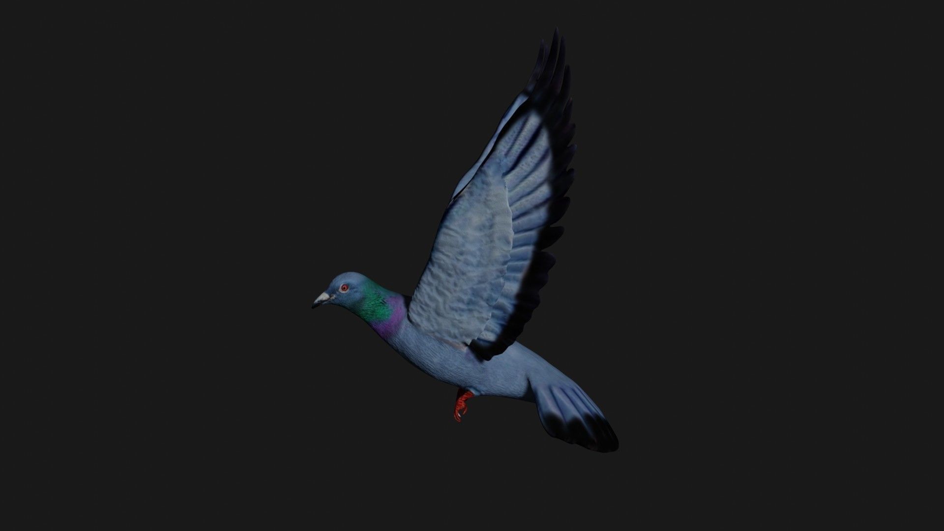 Pigeon in flight Low-poly 3D model_3