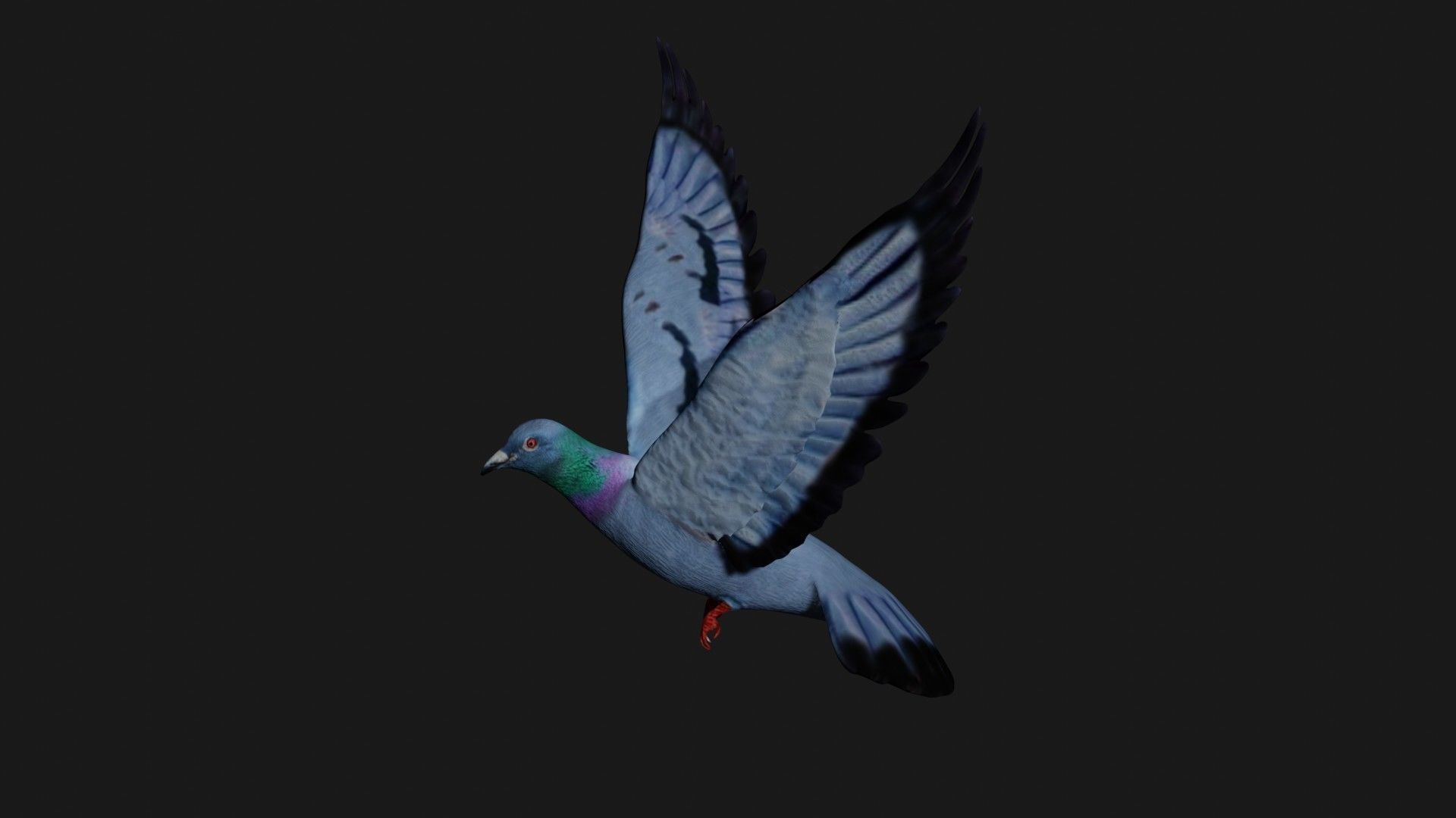 Pigeon in flight Low-poly 3D model_4