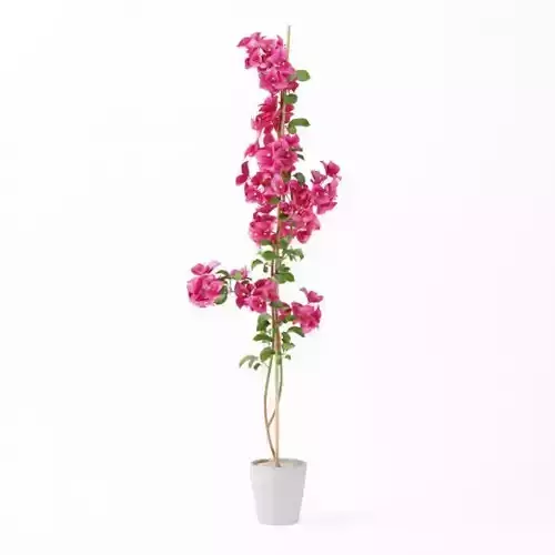 Tall Pink Potted Flower