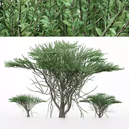 2diffrent tree Umbrella Thorn 3D model