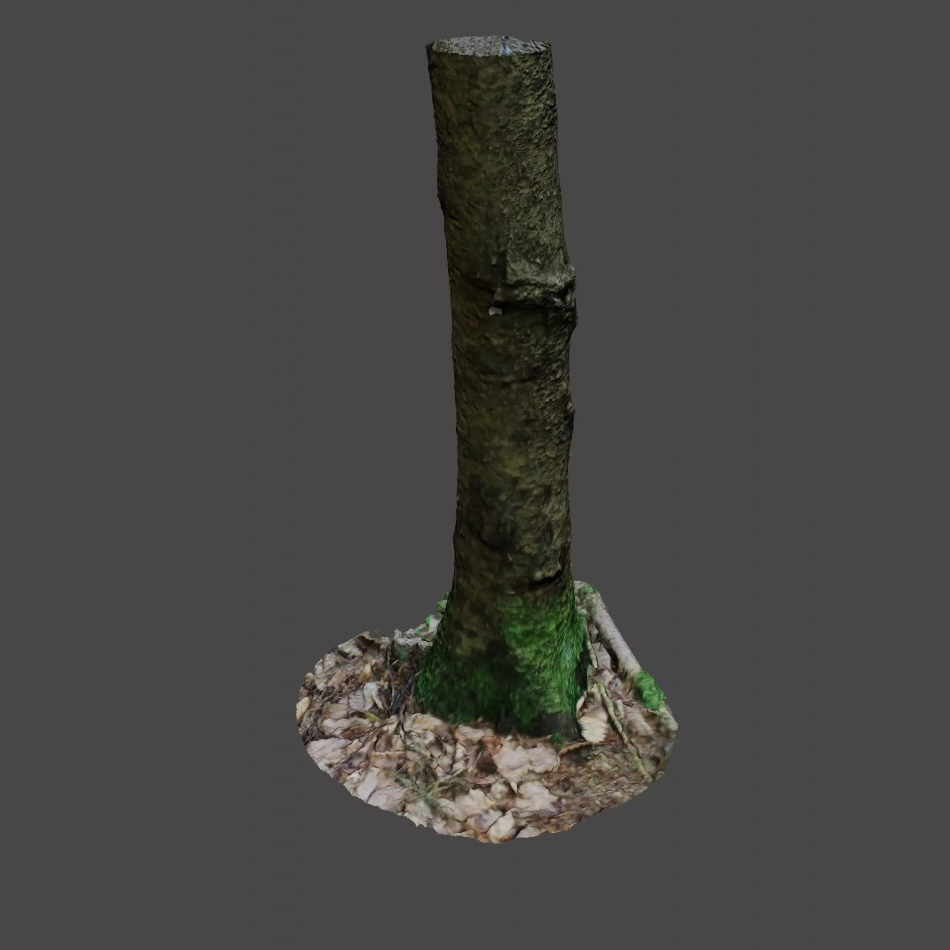 Tree Photoscan 3D model_0