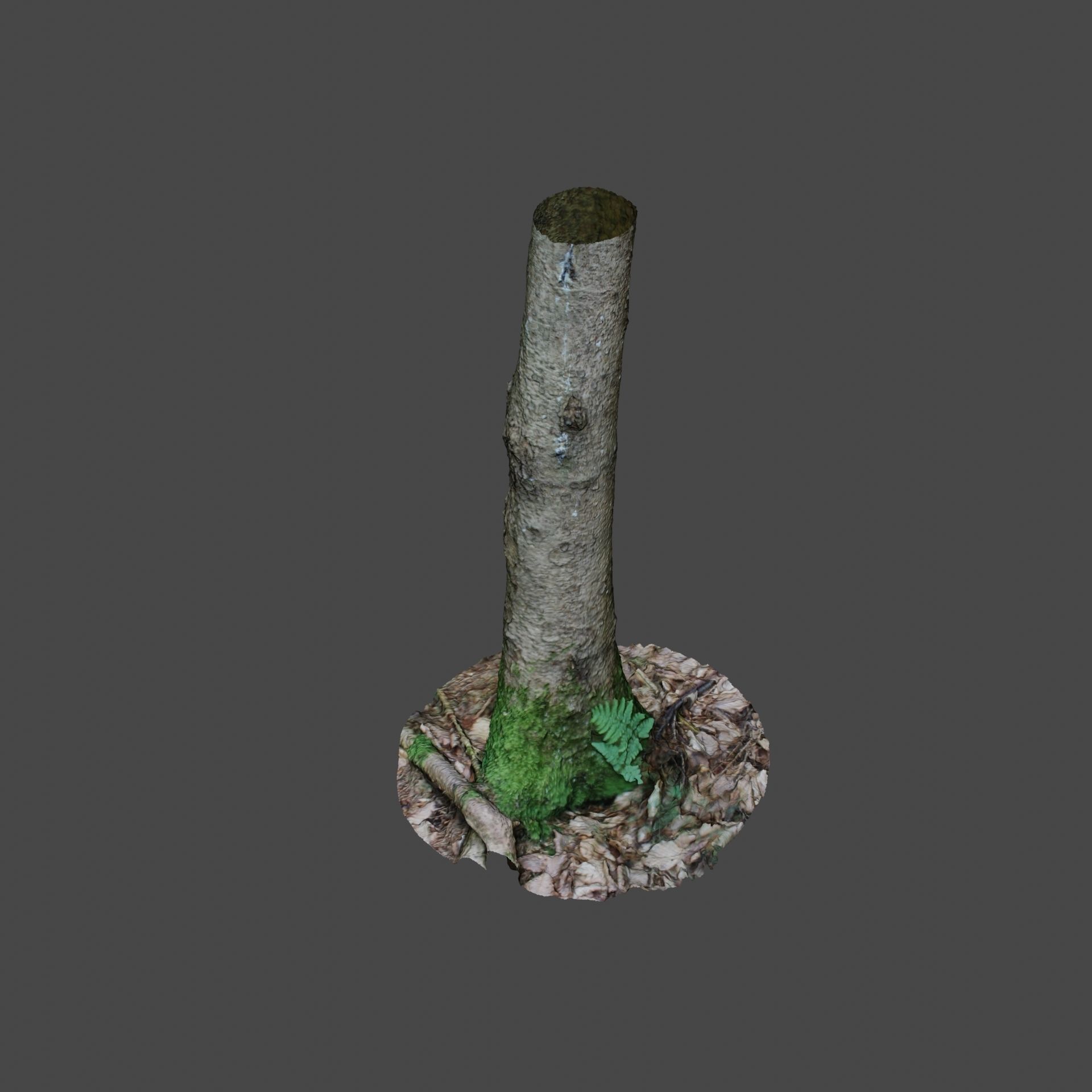 Tree Photoscan 3D model_6