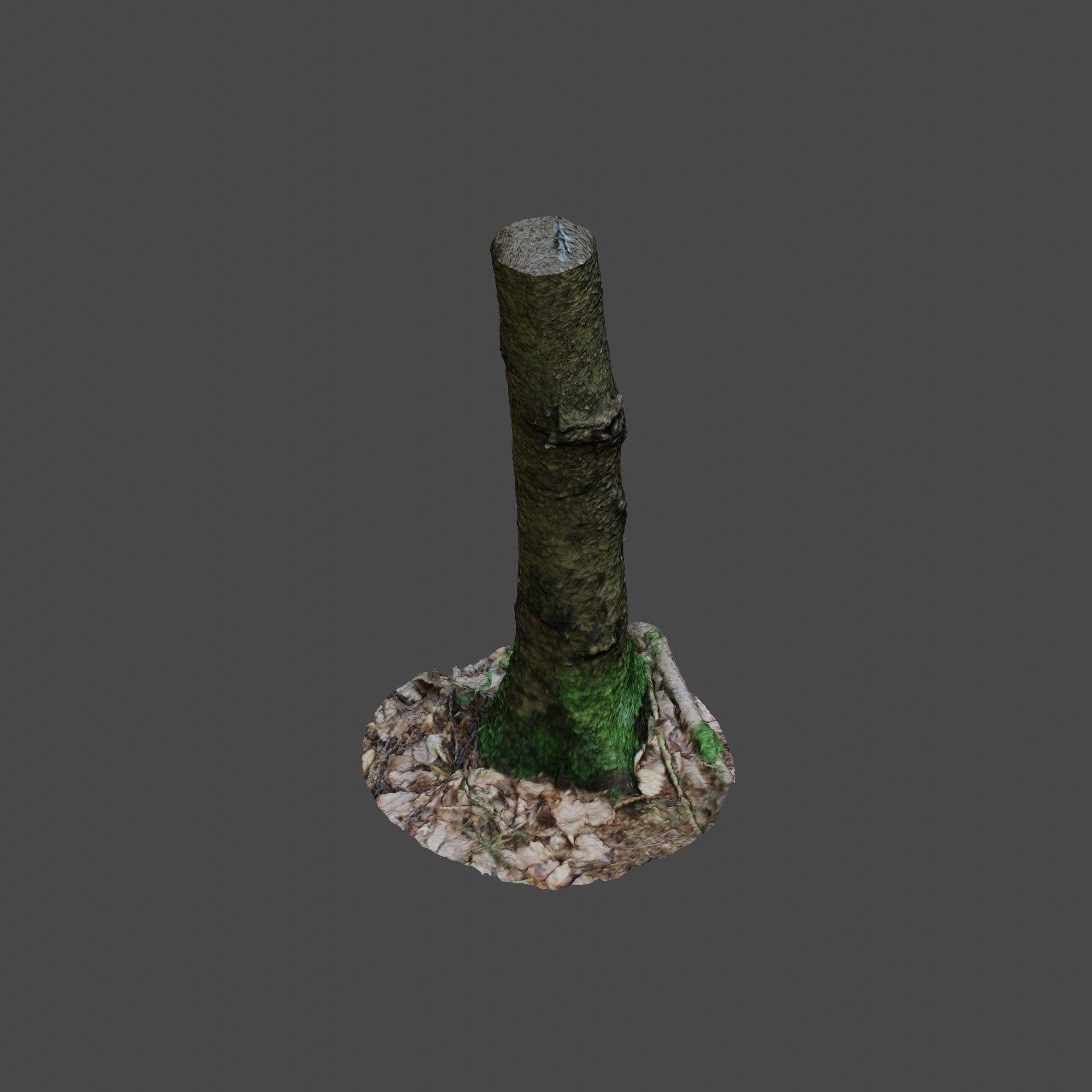 Tree Photoscan 3D model_4