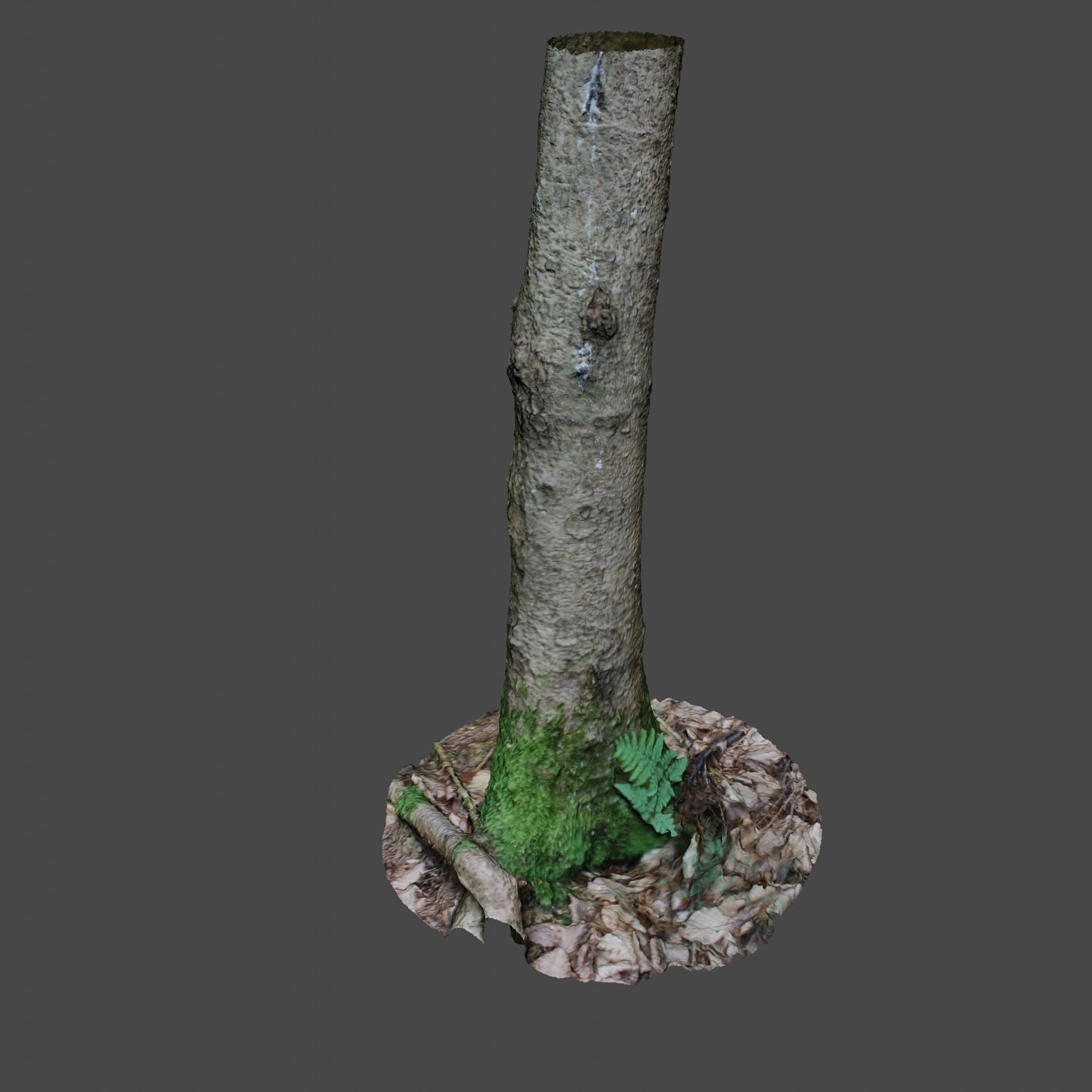 Tree Photoscan 3D model_2