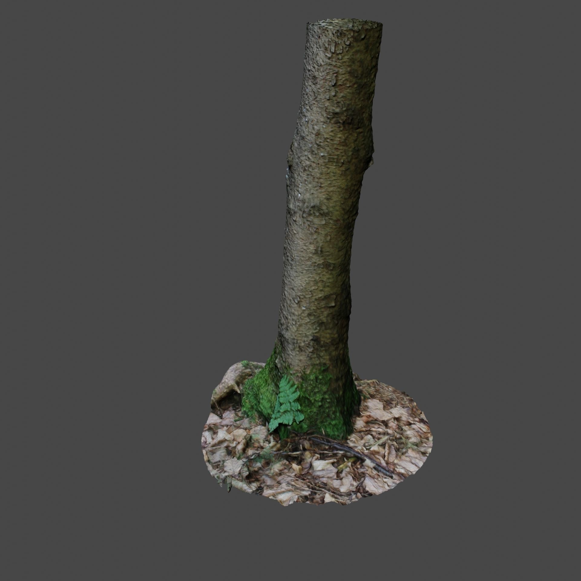 Tree Photoscan 3D model_1