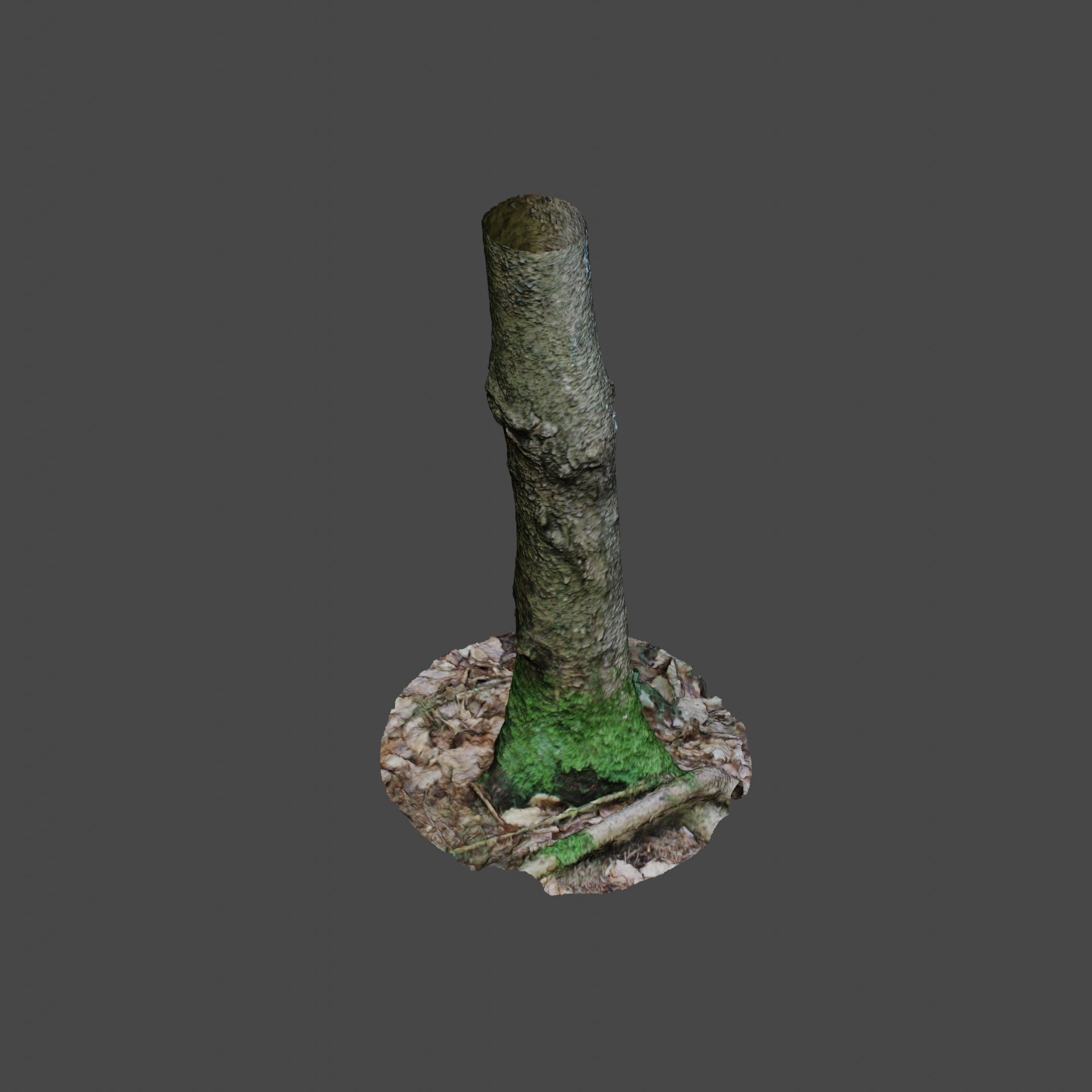 Tree Photoscan 3D model_7