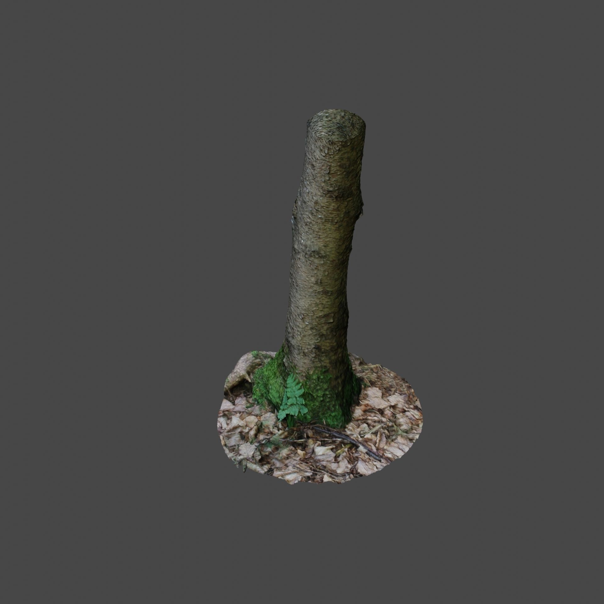 Tree Photoscan 3D model_5