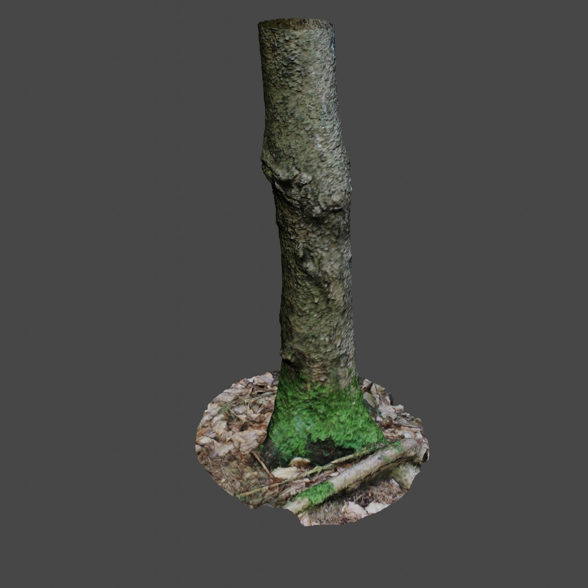 Tree Photoscan 3D model_3