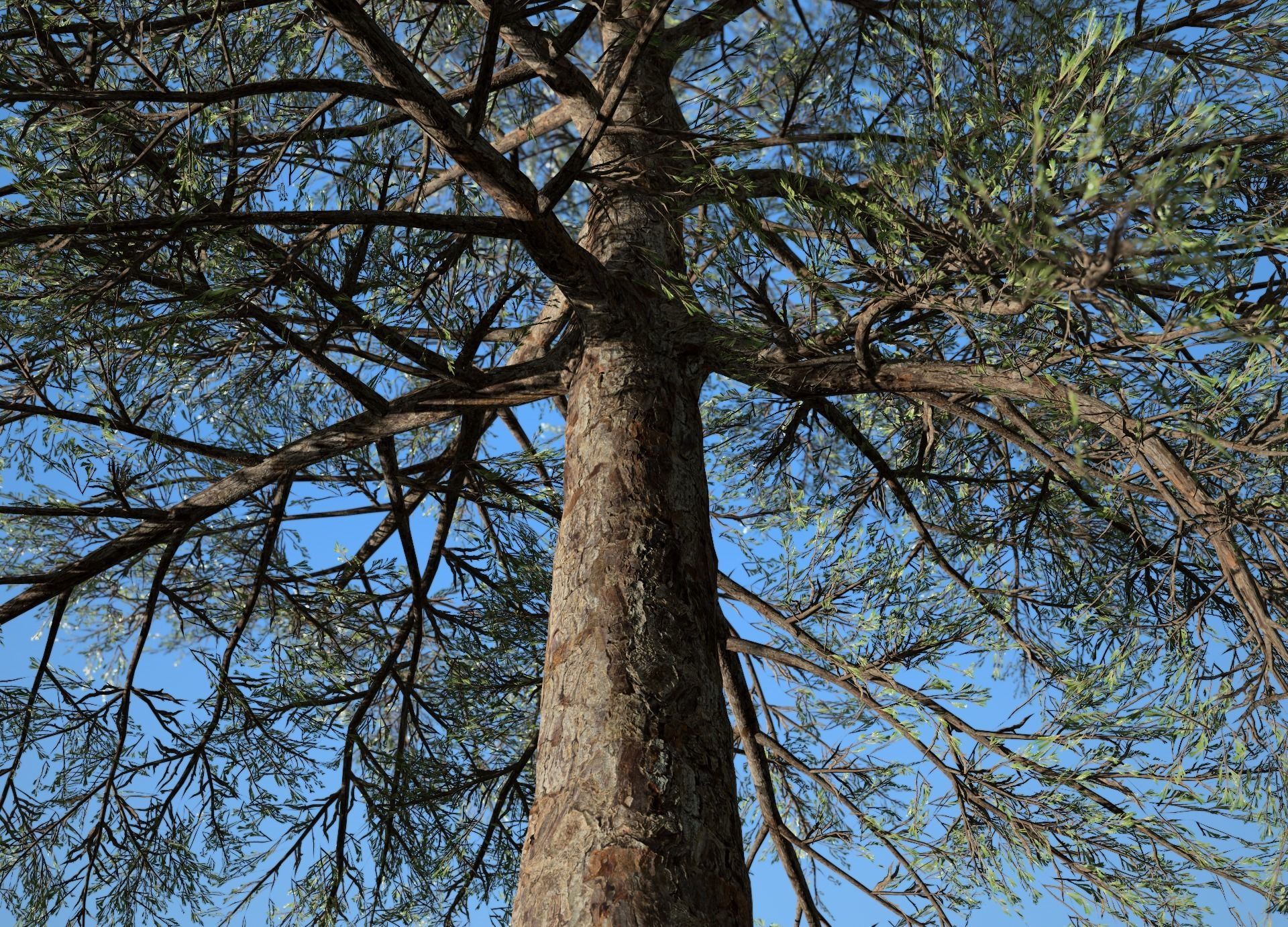 Conifer Tree 004 3D model_2