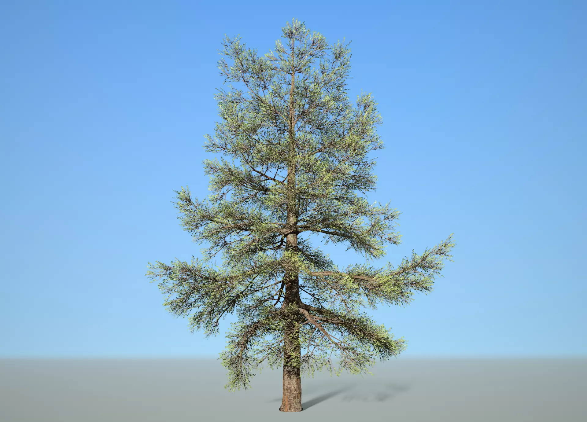 Conifer Tree 004 3D model_0