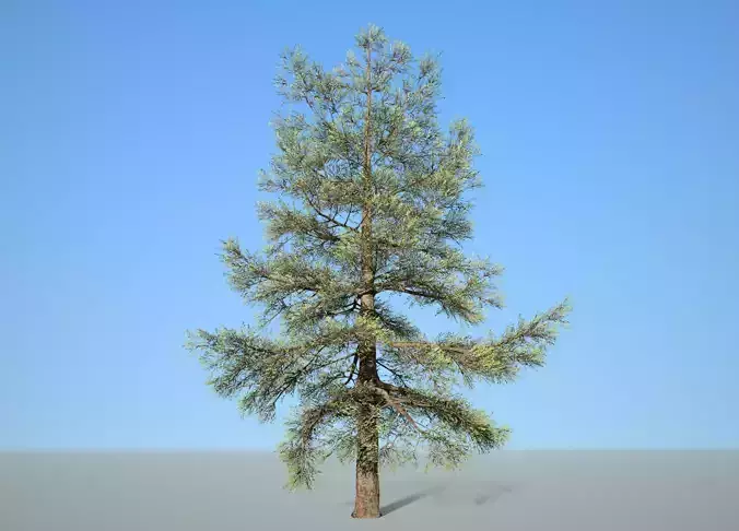 Conifer Tree 004 3D model