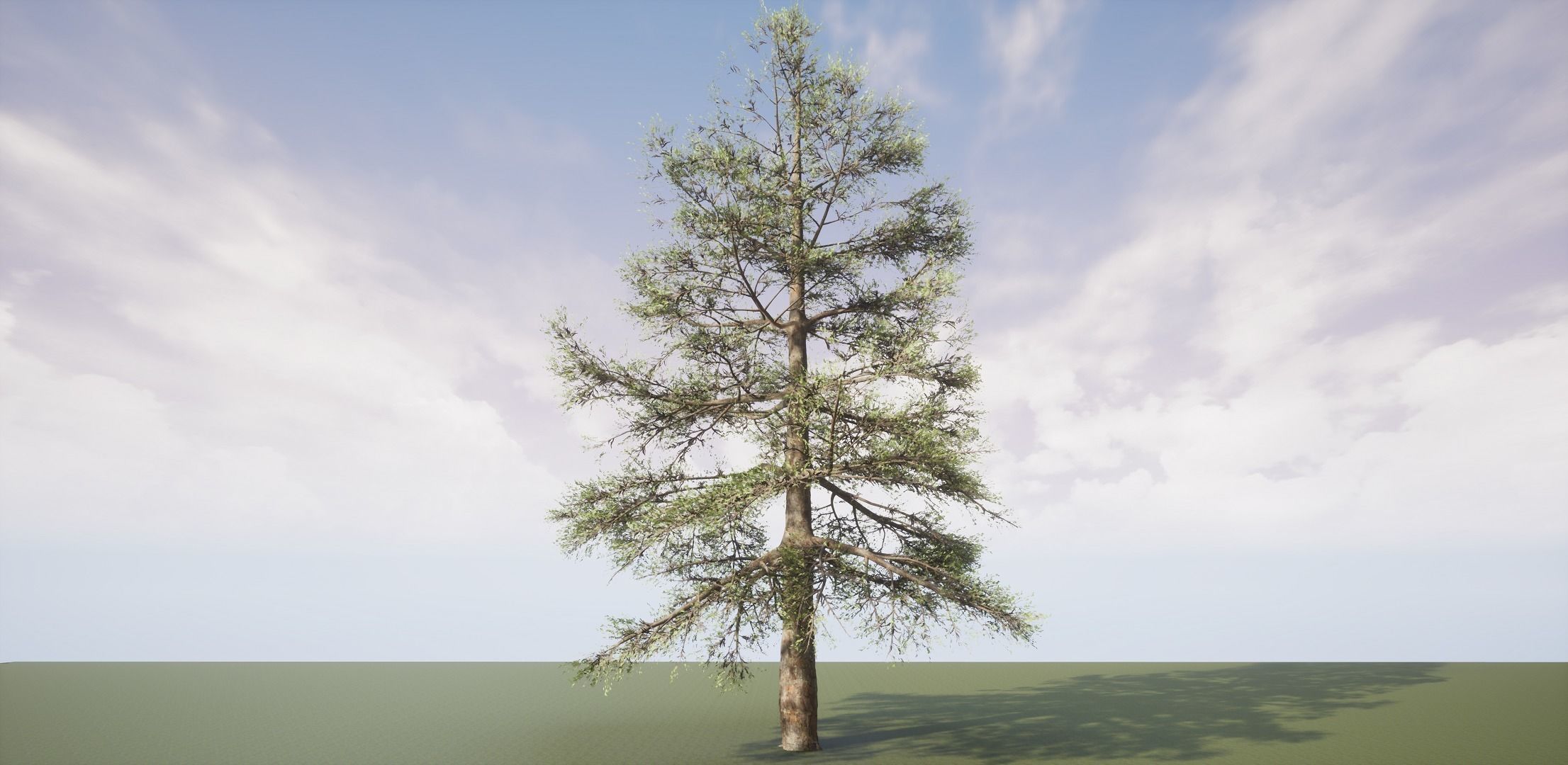 Conifer Tree 004 3D model_1
