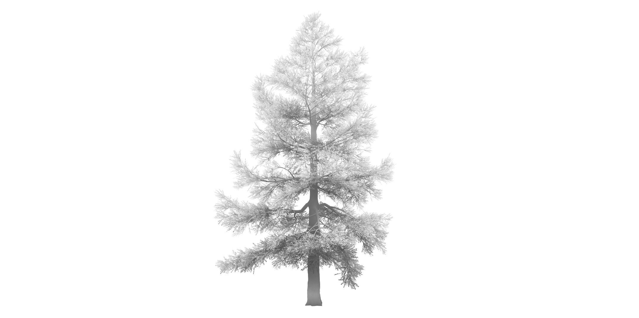 Conifer Tree 004 3D model_4