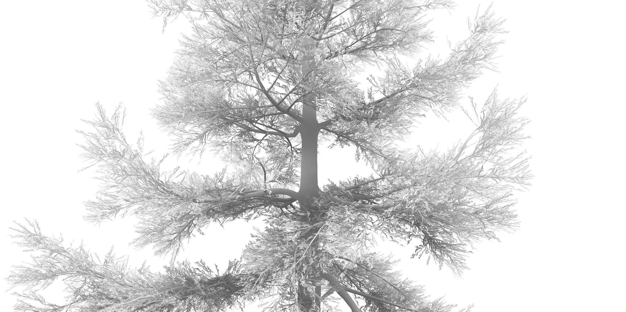 Conifer Tree 004 3D model_5