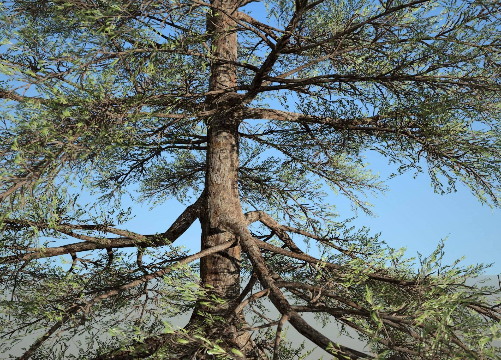 Conifer Tree 004 3D model_3