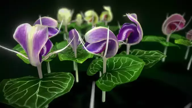 Flower Corybas Sinii