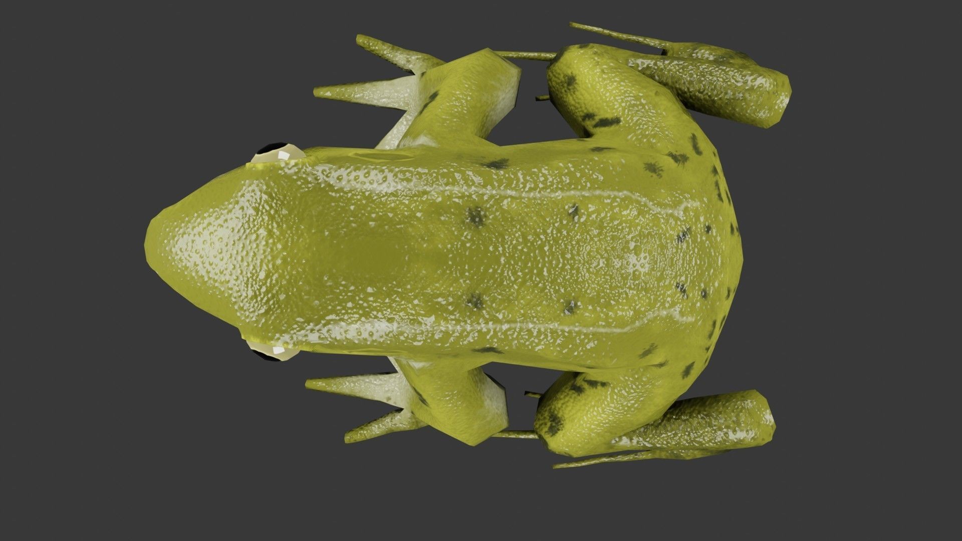 Low Poly Frog with Rigged Low-poly 3D model_3