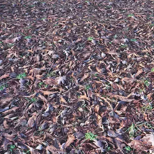 Leaves Ground PBR 