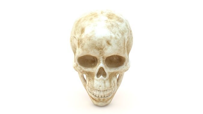 Male Human Skull Low-poly 3D model