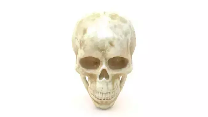 Male Human Skull