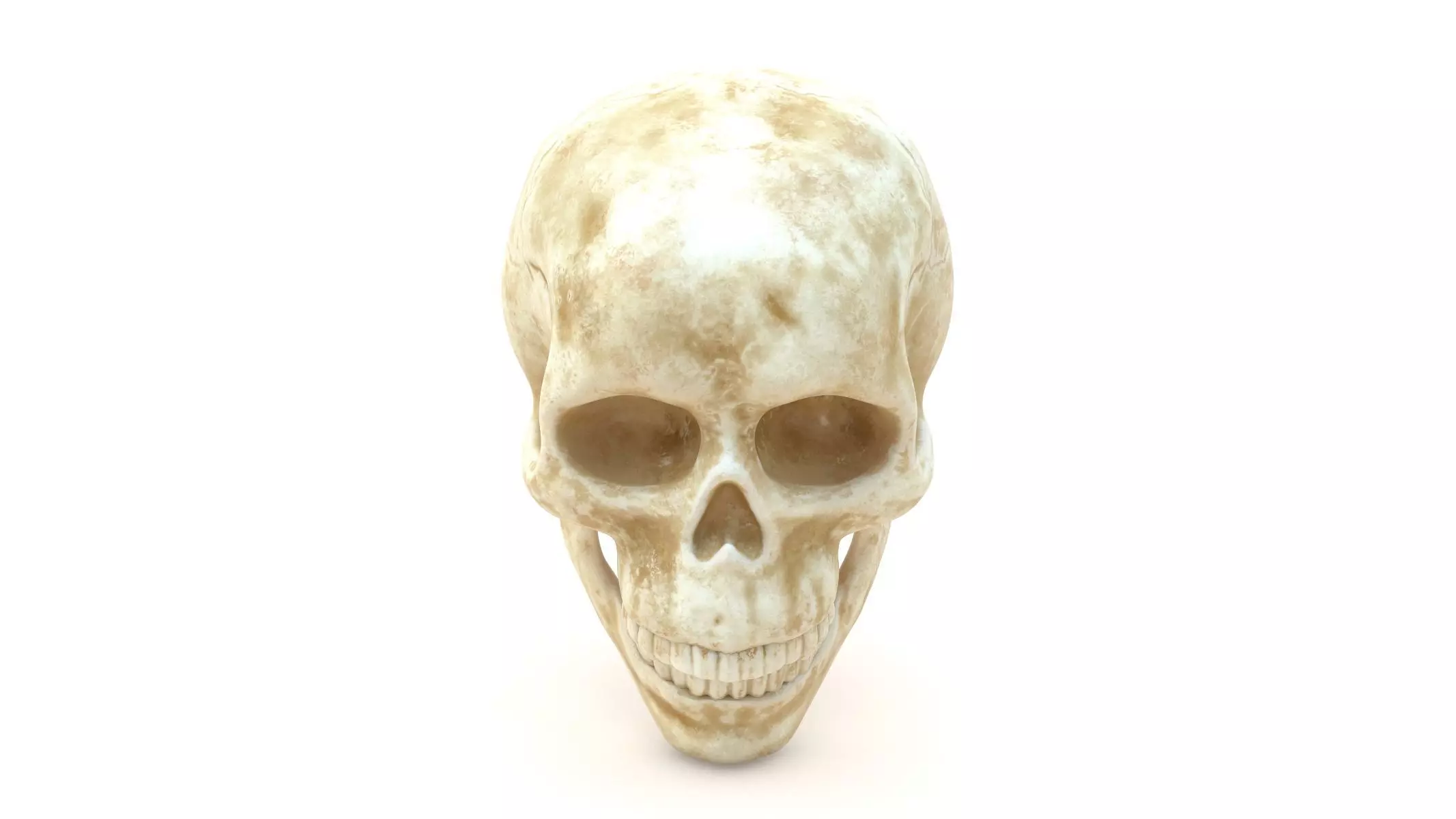 Male Human Skull Low-poly 3D model_0