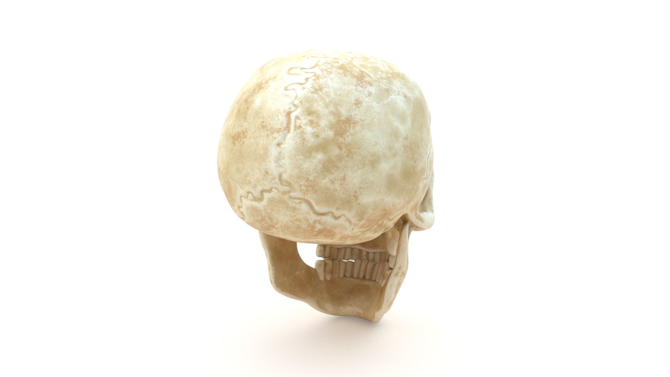 Male Human Skull Low-poly 3D model_2