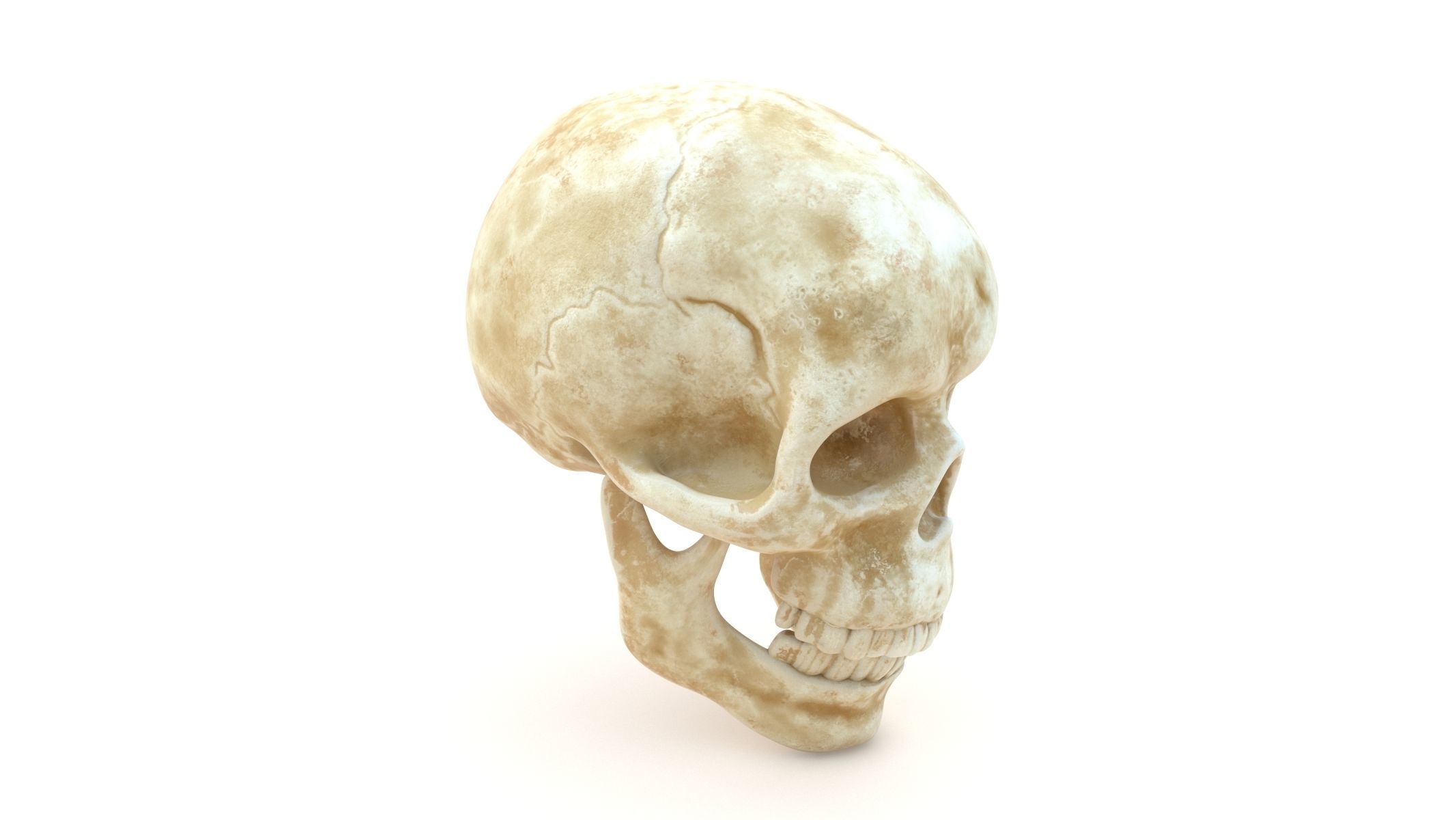 Male Human Skull Low-poly 3D model_1