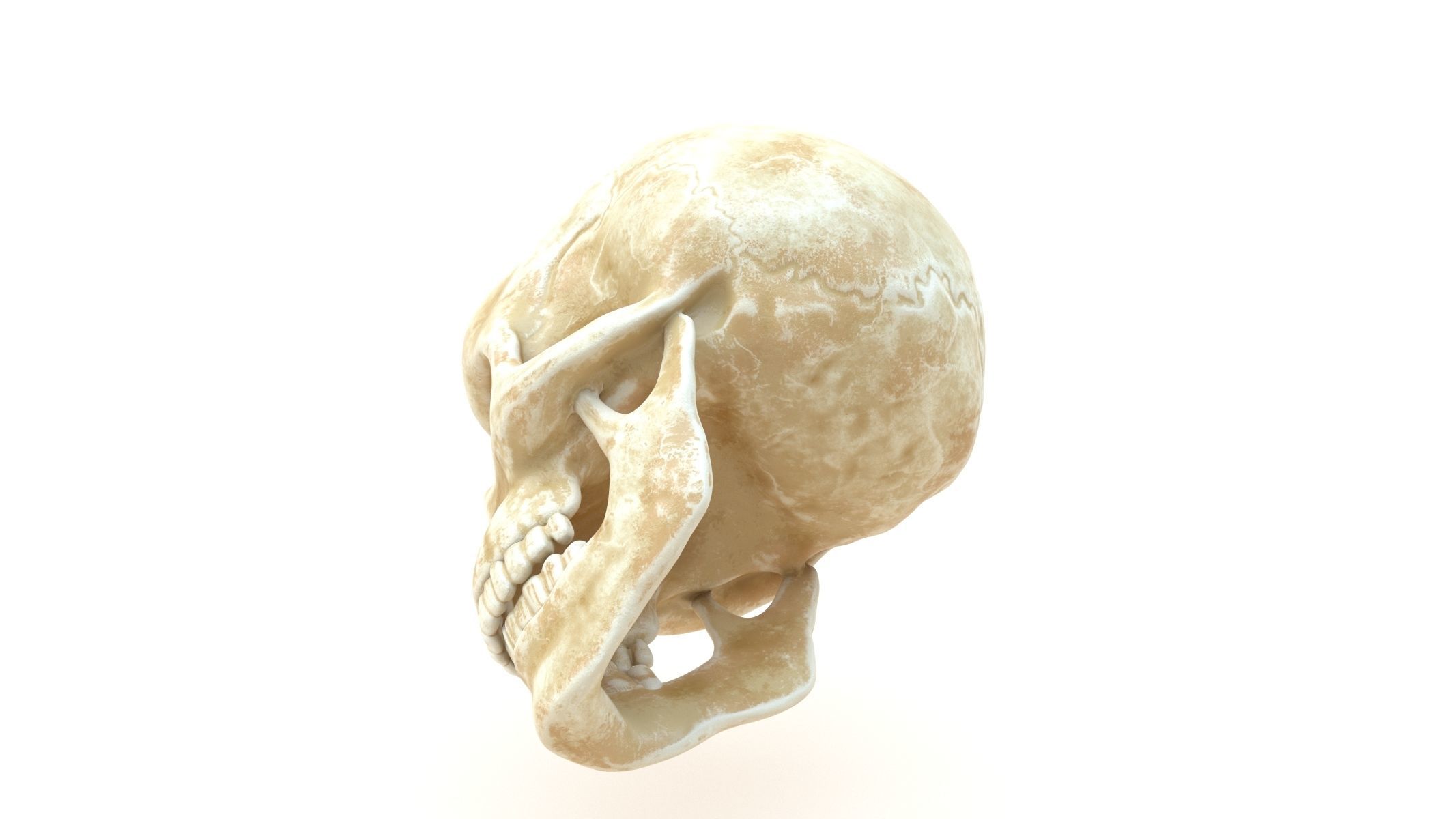 Male Human Skull Low-poly 3D model_3
