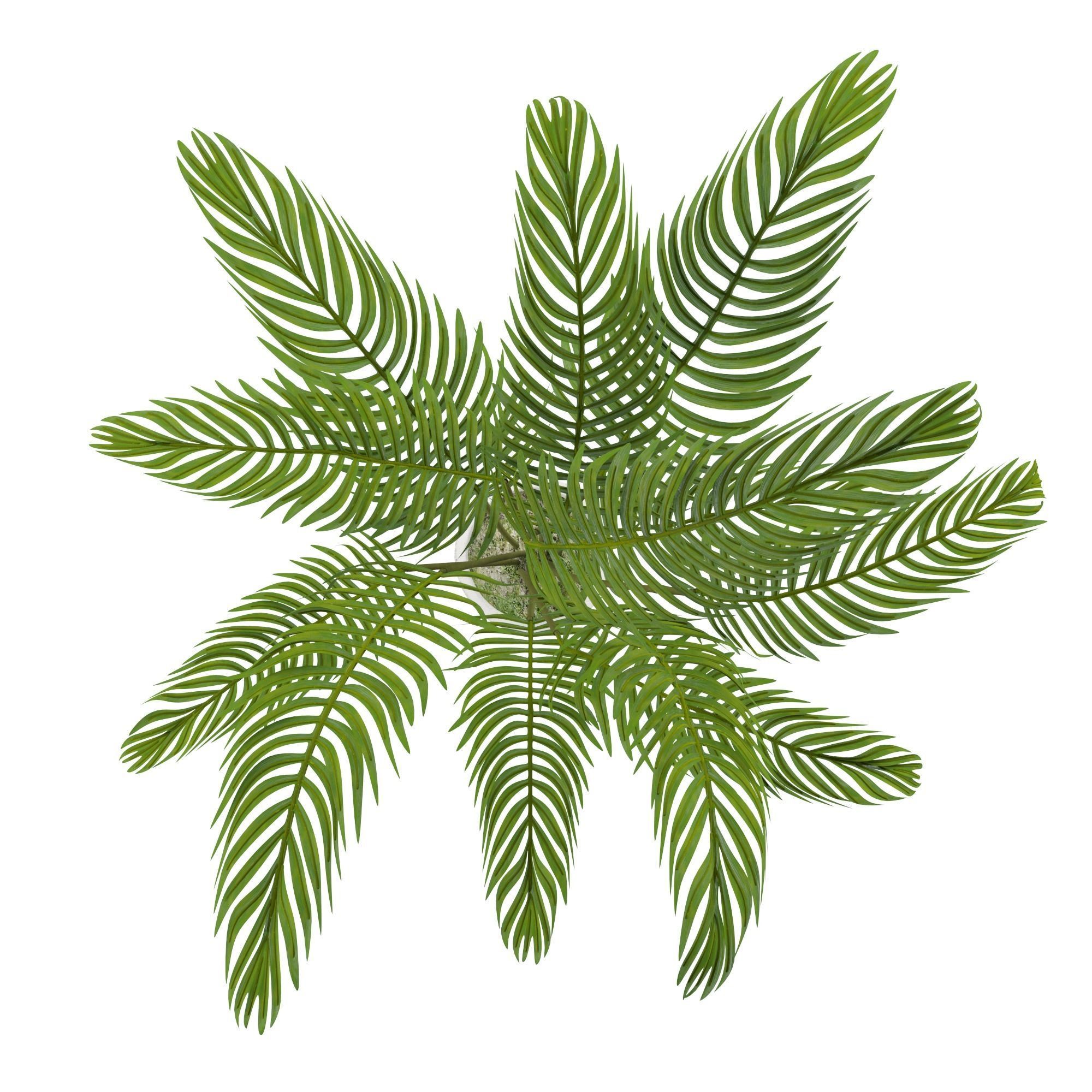 Plant Set palm in pot 3D model_10